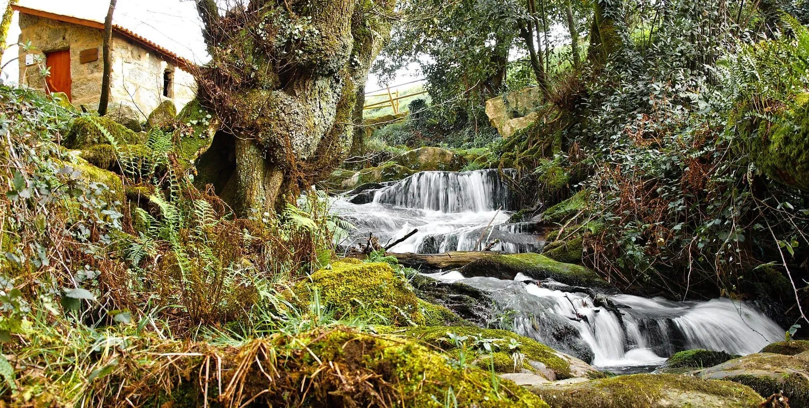 Pequeña cascada entre helechos y árboles junto a un muro de piedra, en la Ruta da Pedra e da Auga