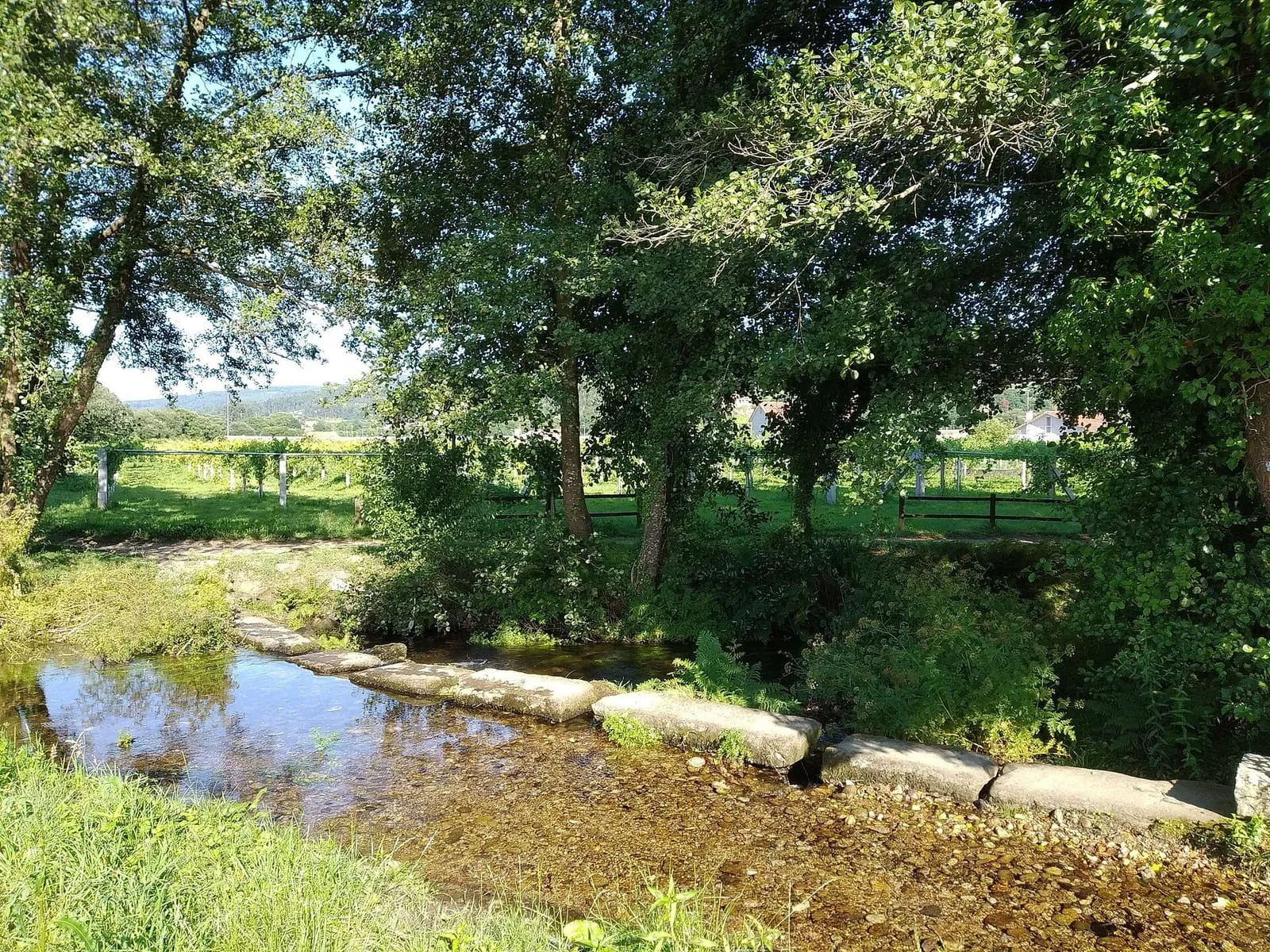 Arroyo entre árboles en la ruta de la Pedra e da Auga, en Meis