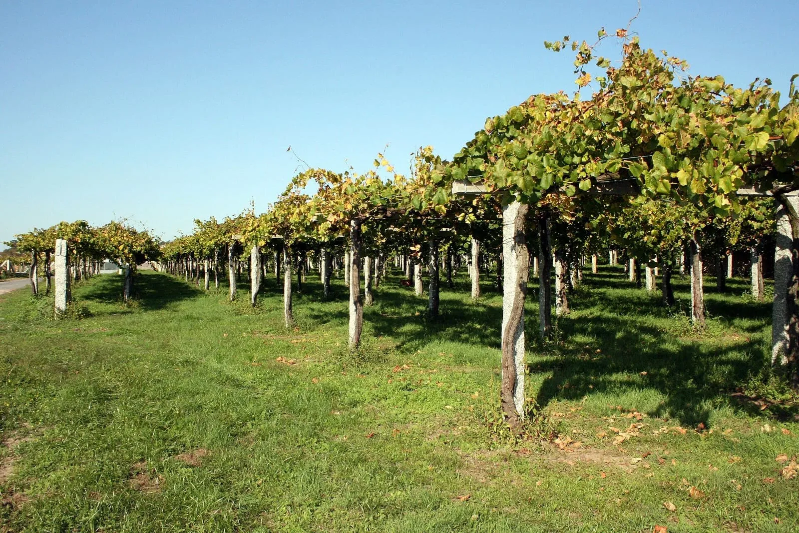 Viñedo de albariño conducido en pérgola sobre postes de granito, típico de las Rías Baixas