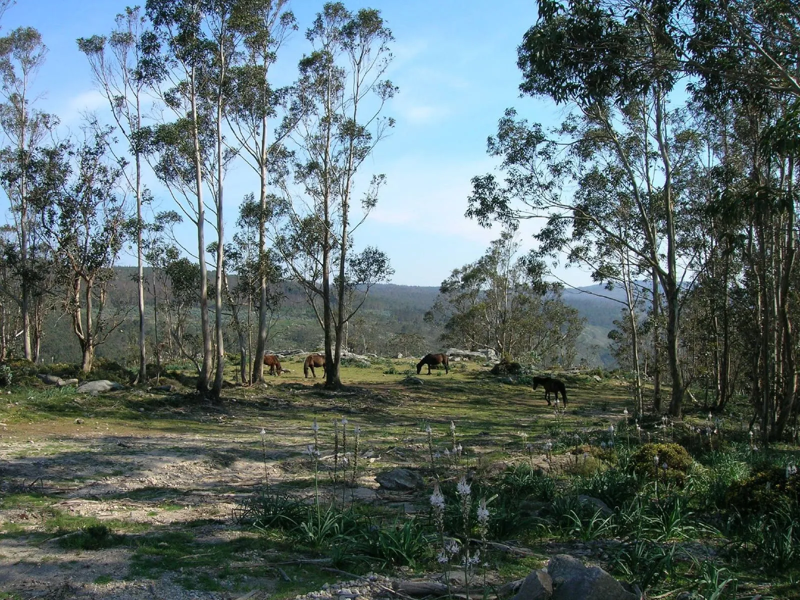 Caballos pastando bajo eucaliptos en los montes de Mougás, con la Serra da Groba al fondo