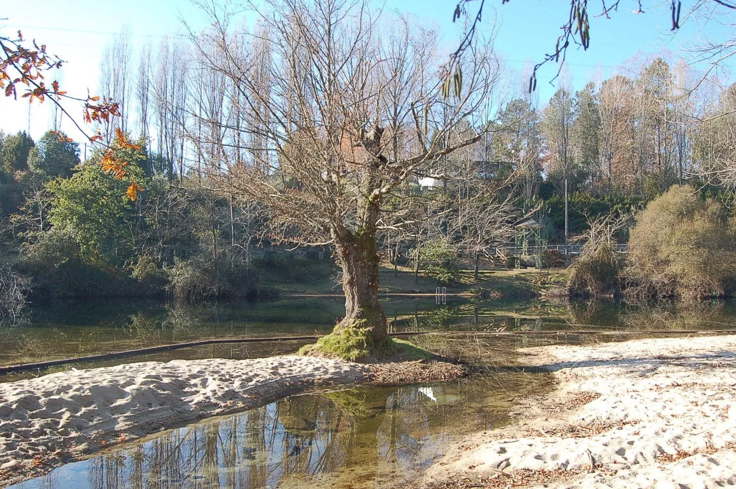 Orilla de arena del río Tea con un árbol en la playa fluvial de A Freixa