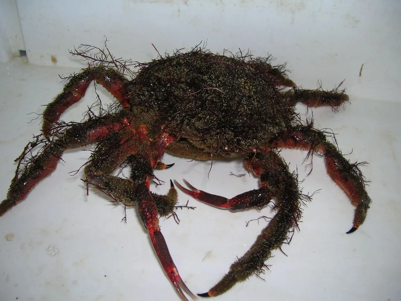 Una centolla recién sacada del mar, con el caparazón cubierto de algas