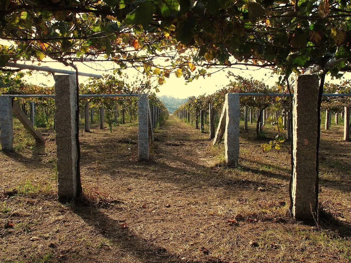 Pérgola de viñedo con postes de granito en la ruta del vino de las Rías Baixas