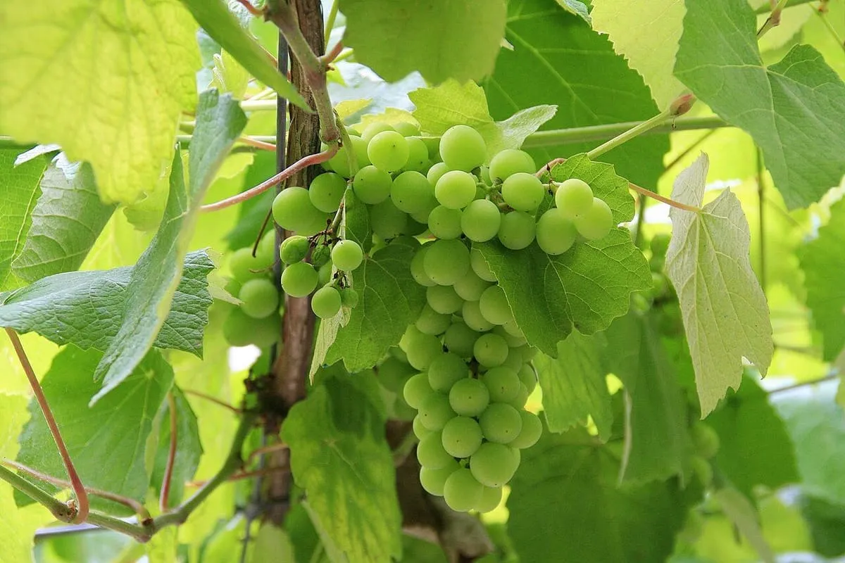 Racimo de uvas albariño todavía verdes en la vid