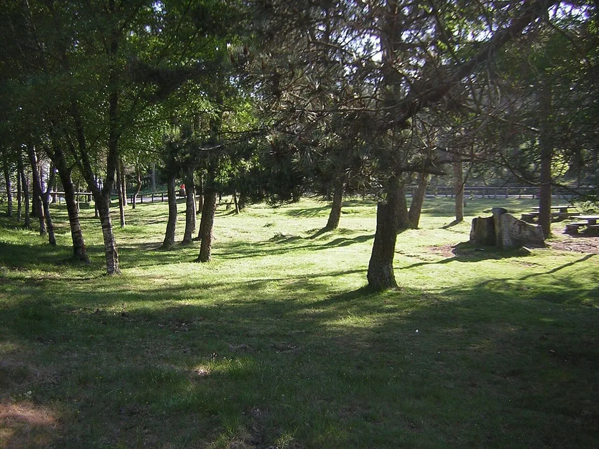 Zona de merendero entre pinos y prado en el parque natural del monte Aloia