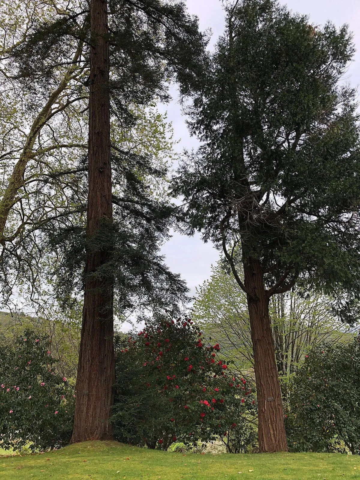 Dos árboles de gran porte y troncos rectos en el jardín del castillo de Soutomaior, con camelias en flor al fondo