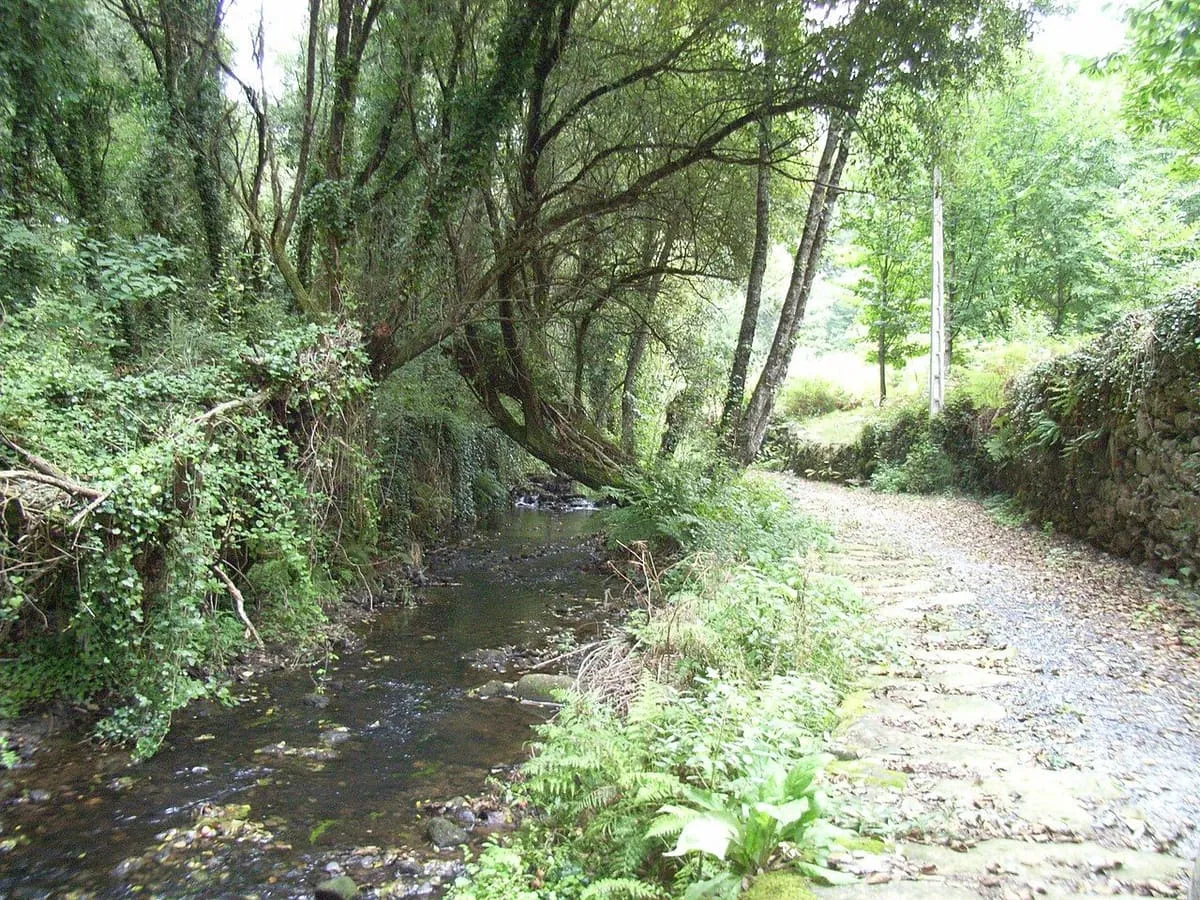 Sendero de tierra entre árboles frondosos en la Ruta dos Arrieiros