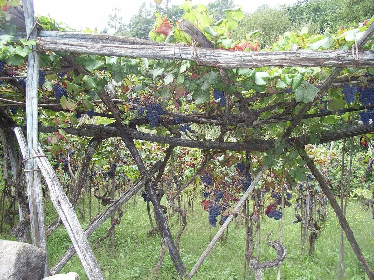Parra con racimos de uva sobre una estructura de madera junto al camino