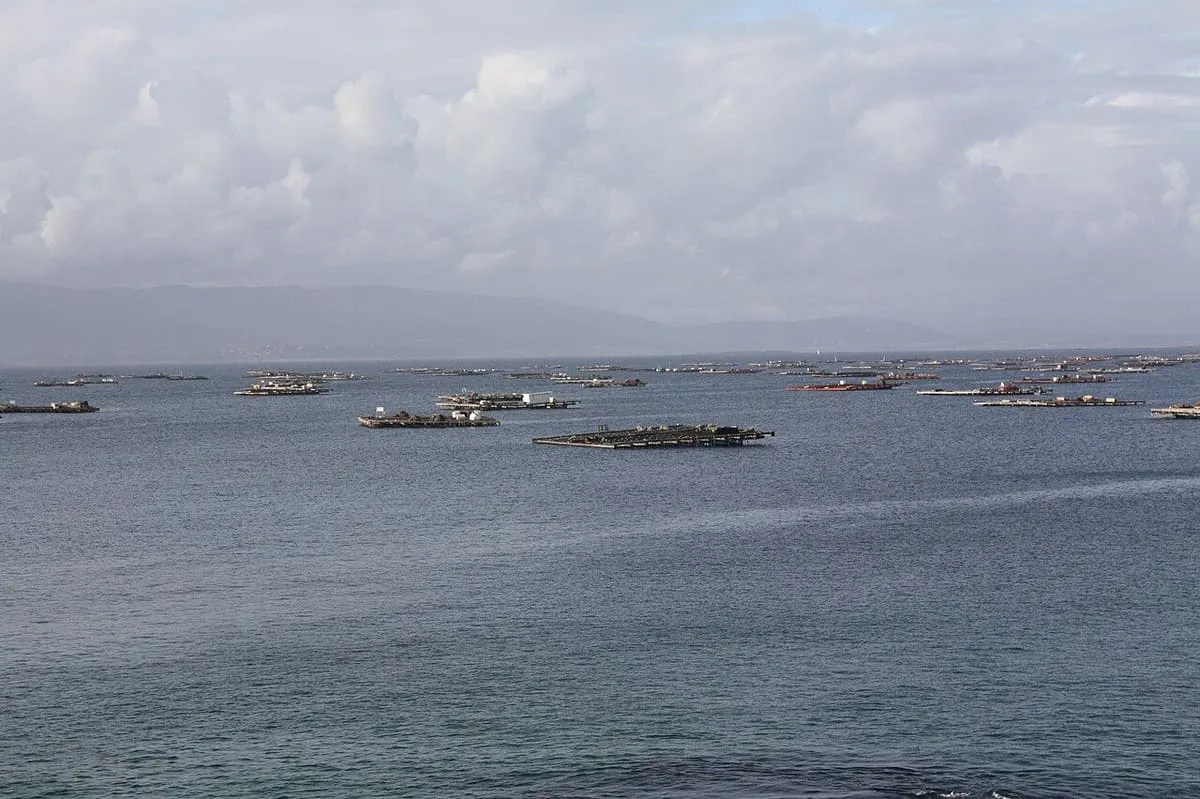Bateas de mejillón repartidas sobre las aguas de la ría de Arousa