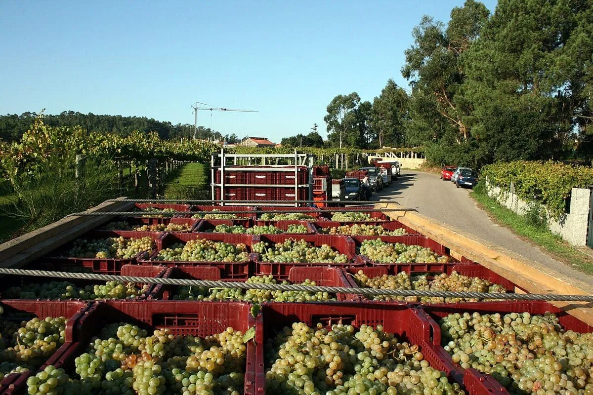 Remolques cargados de uva albariño esperando para entrar en una bodega durante la vendimia