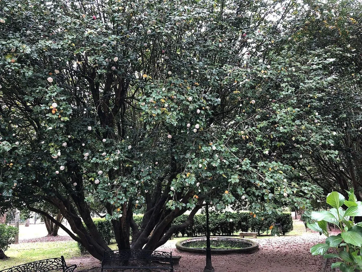 Gran camelio de flores blancas junto a un estanque circular en el jardín del castillo de Soutomaior