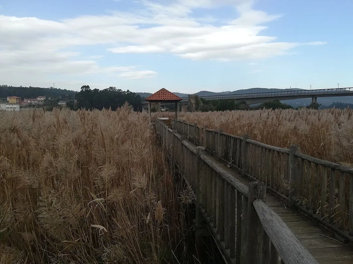 Pasarela de madera entre cañas y un mirador cubierto, con el puente al fondo