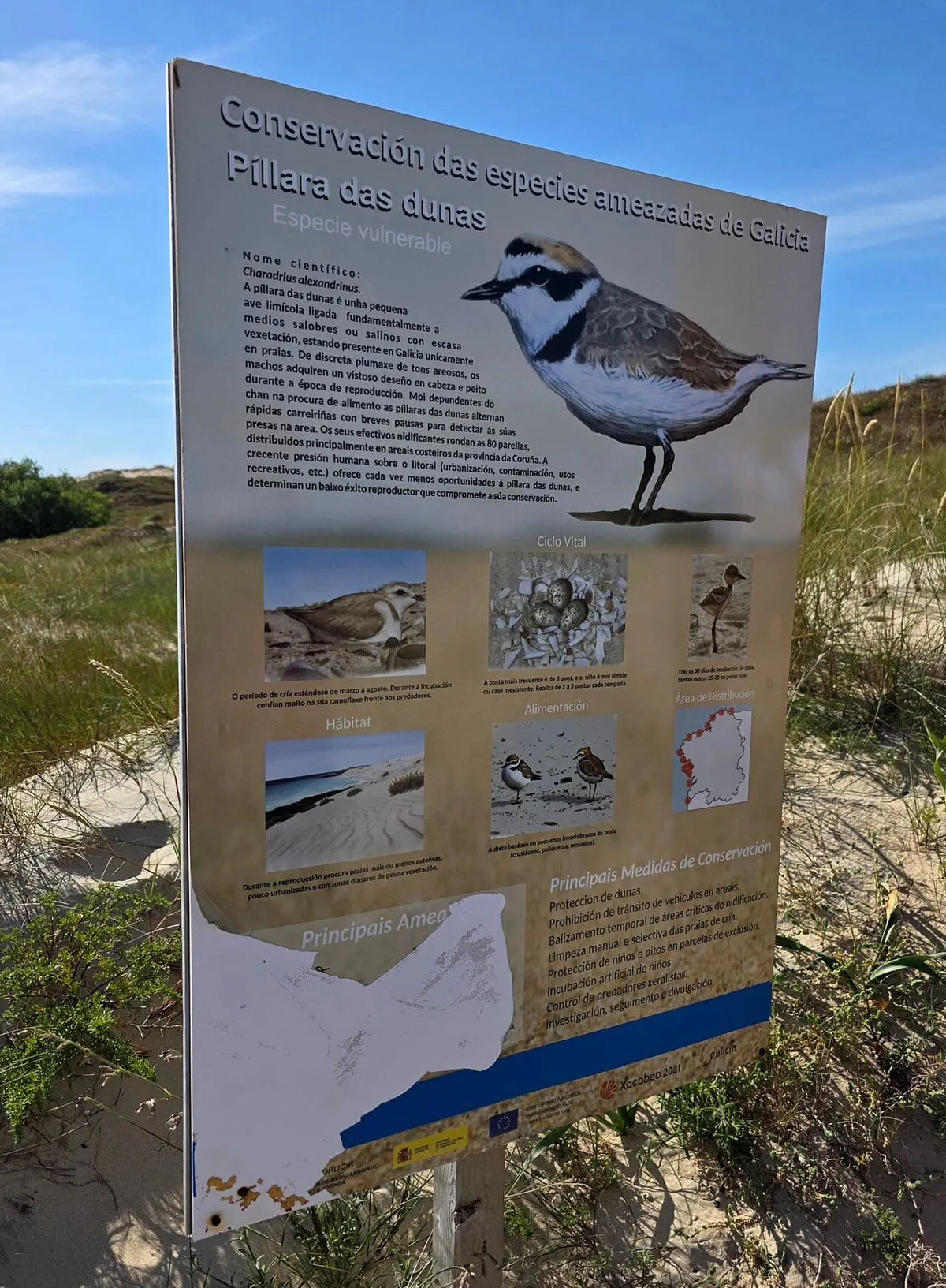 Panel informativo sobre aves de las dunas, con un chorlitejo, en el parque natural de Corrubedo