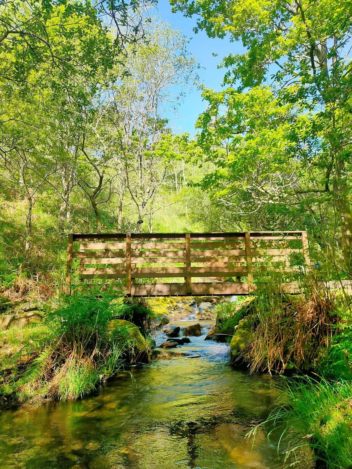 Puente de madera sobre el río Freixa entre árboles, en Domaio