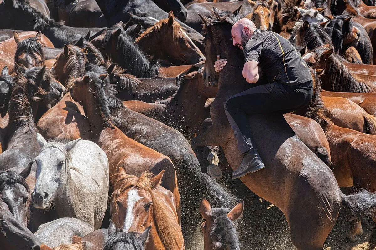 Aloitadores entre un grupo de caballos en el curro, con el público mirando desde los muros