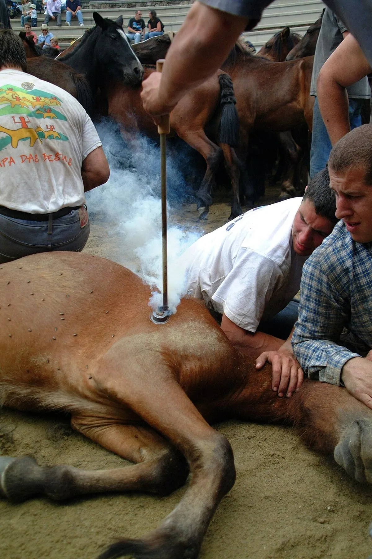 Un caballo marcado en la rapa das bestas, con humo y varias personas sujetándolo