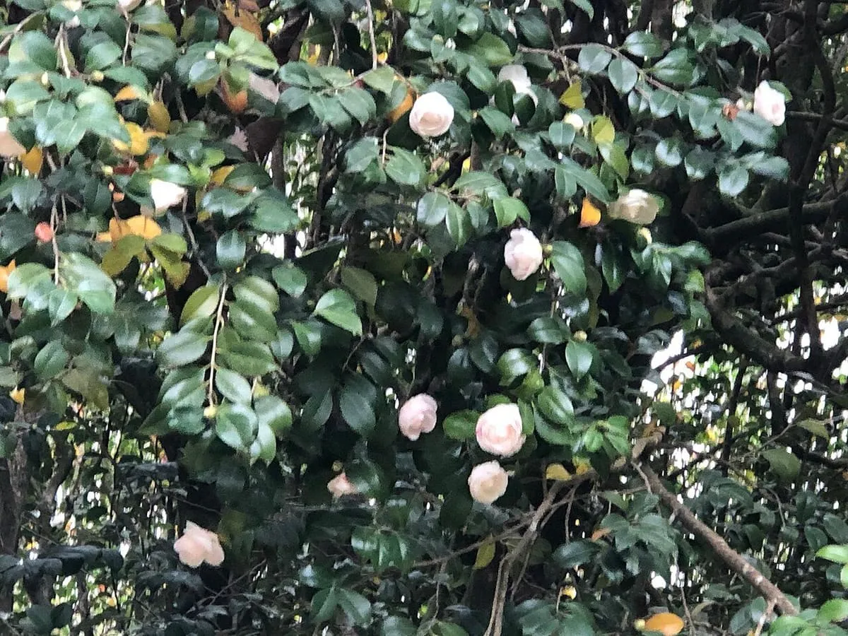 Flores blancas y rosadas de camelia entre hojas verdes brillantes