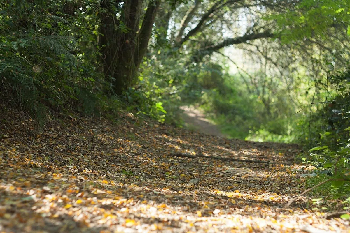 Sendero entre árboles frondosos con luz de otoño en las Gándaras de Budiño