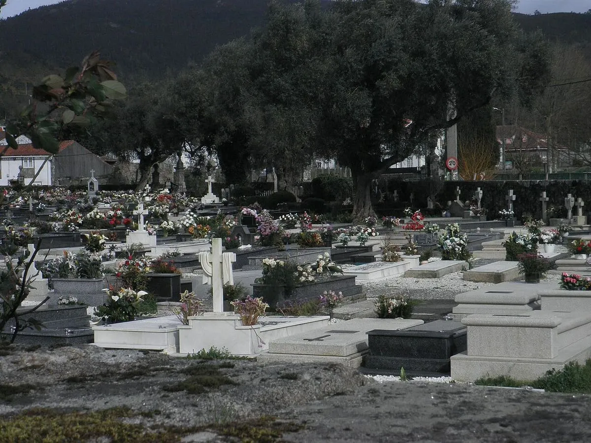 Tumbas con flores bajo los olivos del cementerio de Adina, en Iria Flavia