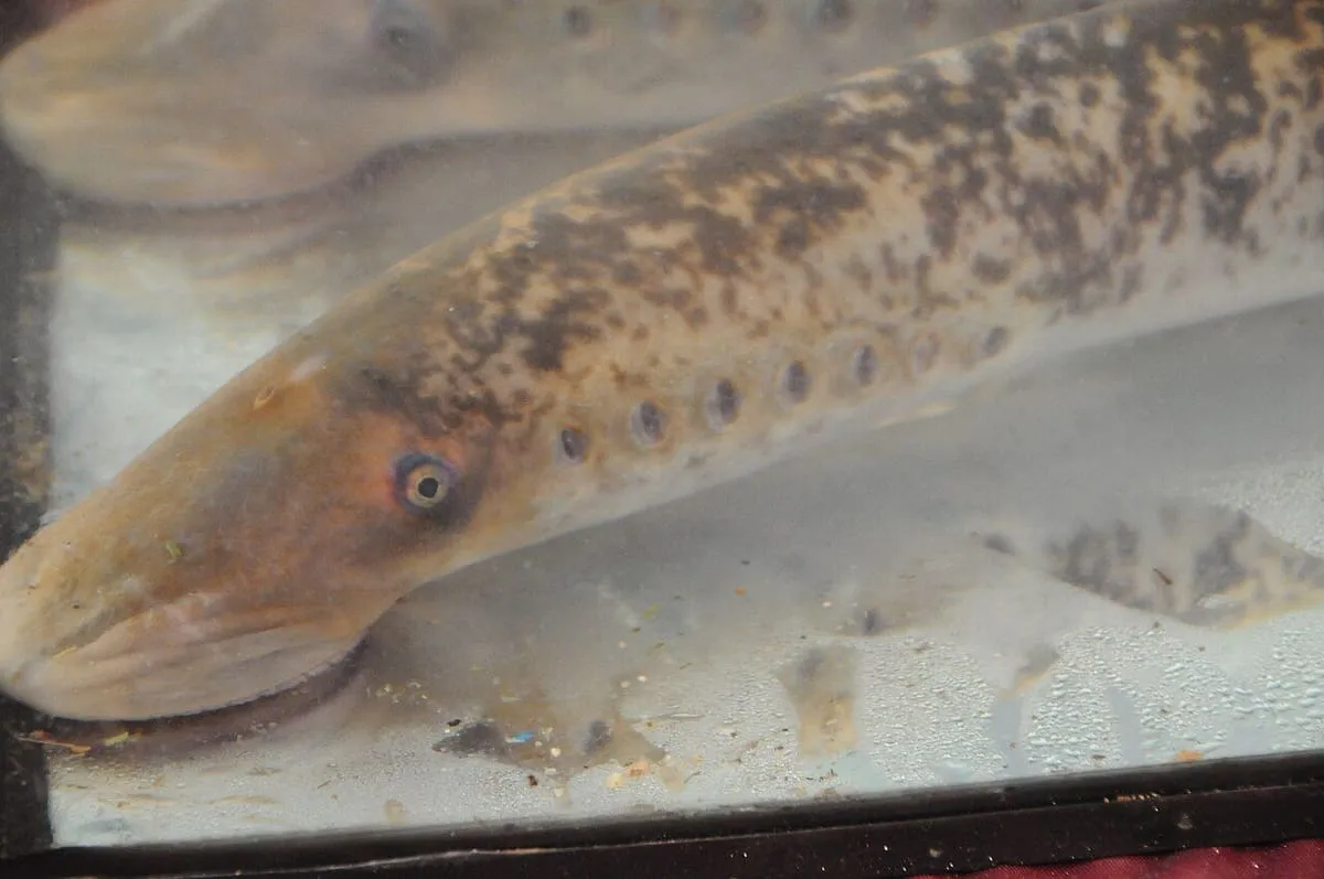 Lamprea, el pez que se pesca en el Miño en primavera
