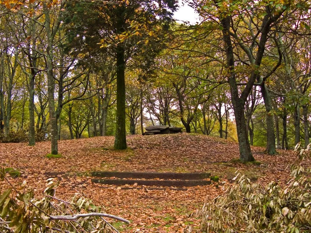 Un claro de bosque de castaños con el túmulo de la mámoa de Chan da Arquiña en otoño