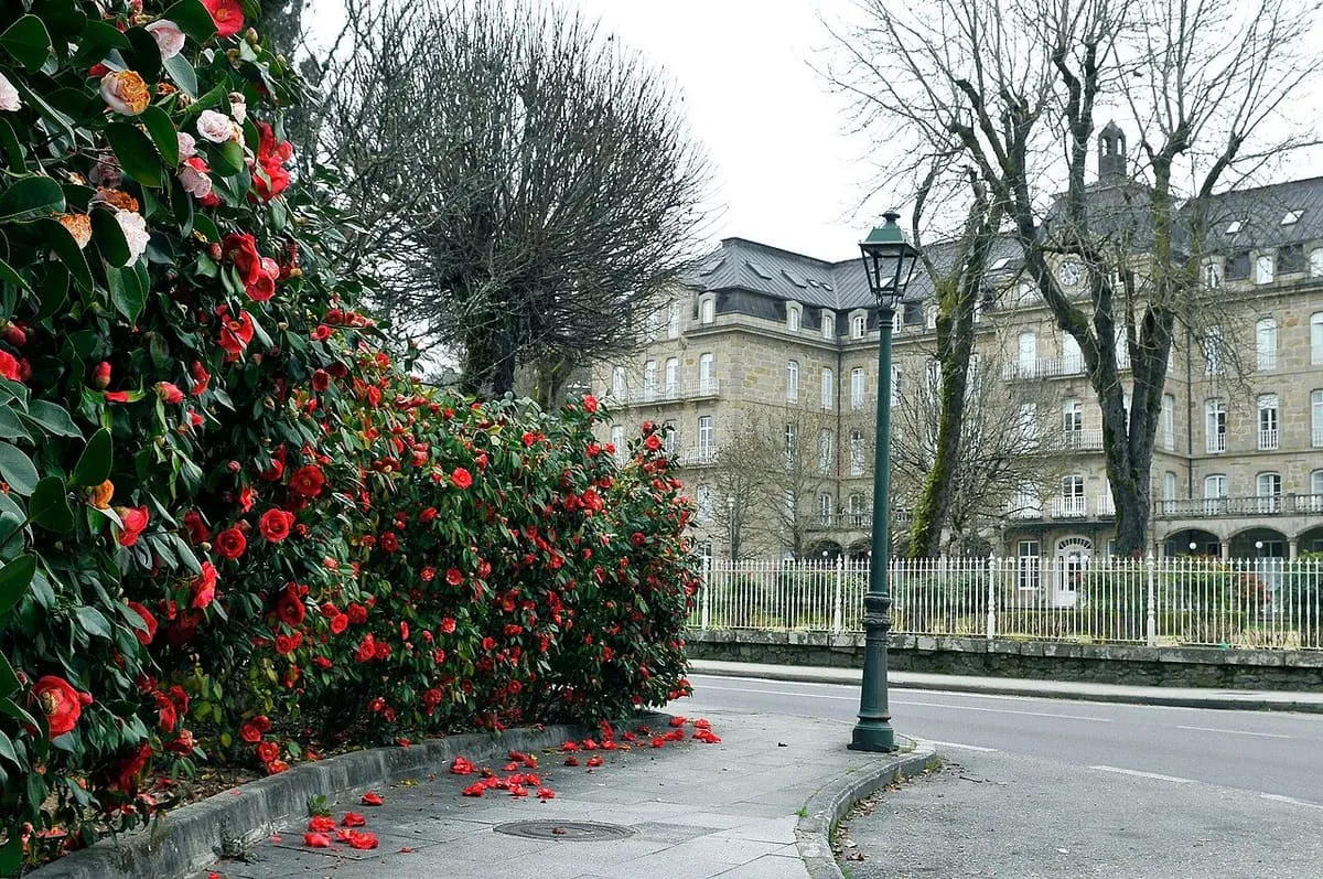 Camelias en flor junto a la calle y el balneario de Mondariz
