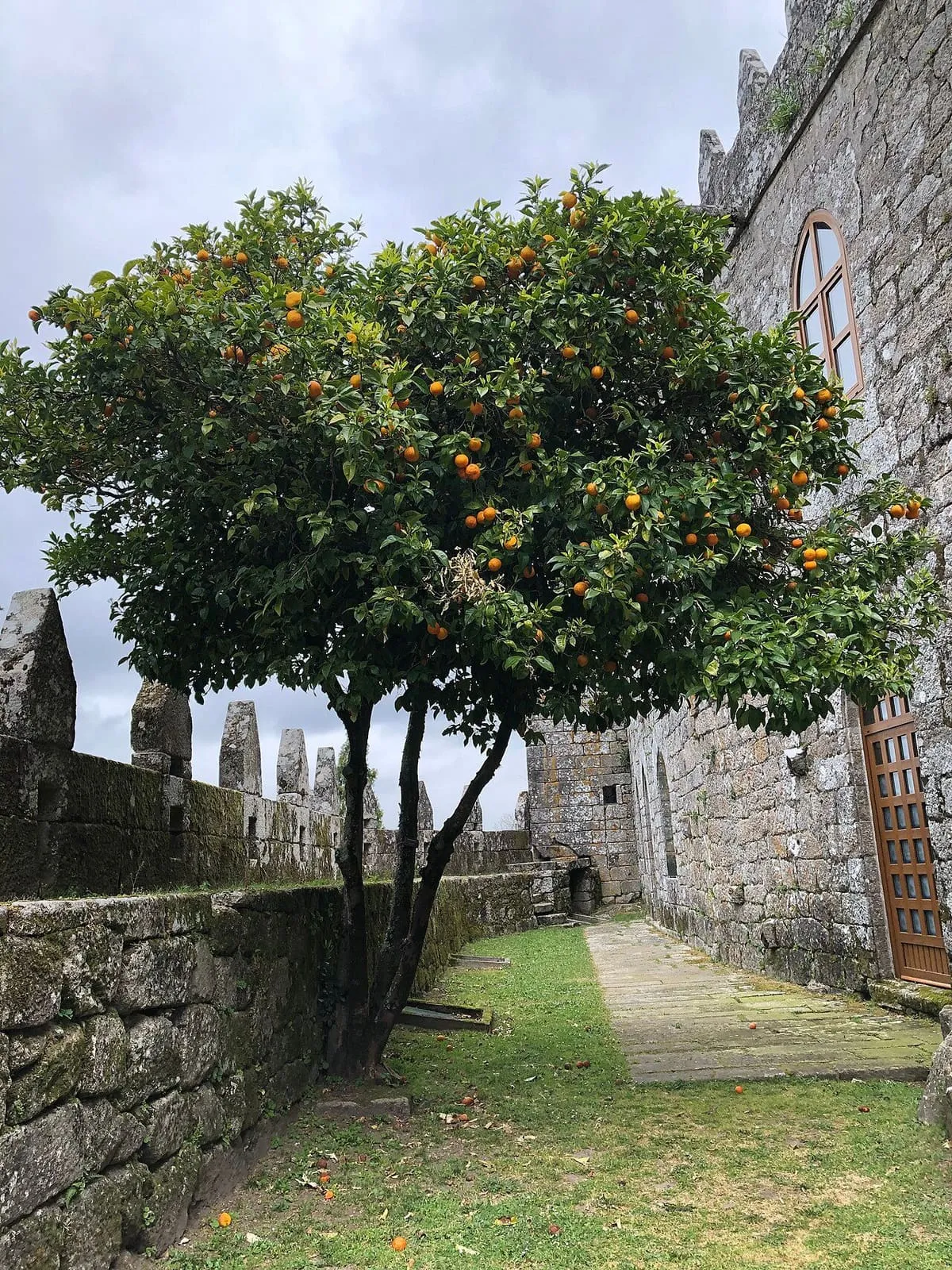 Naranjo cargado de frutos junto a la muralla y el foso del castillo de Soutomaior