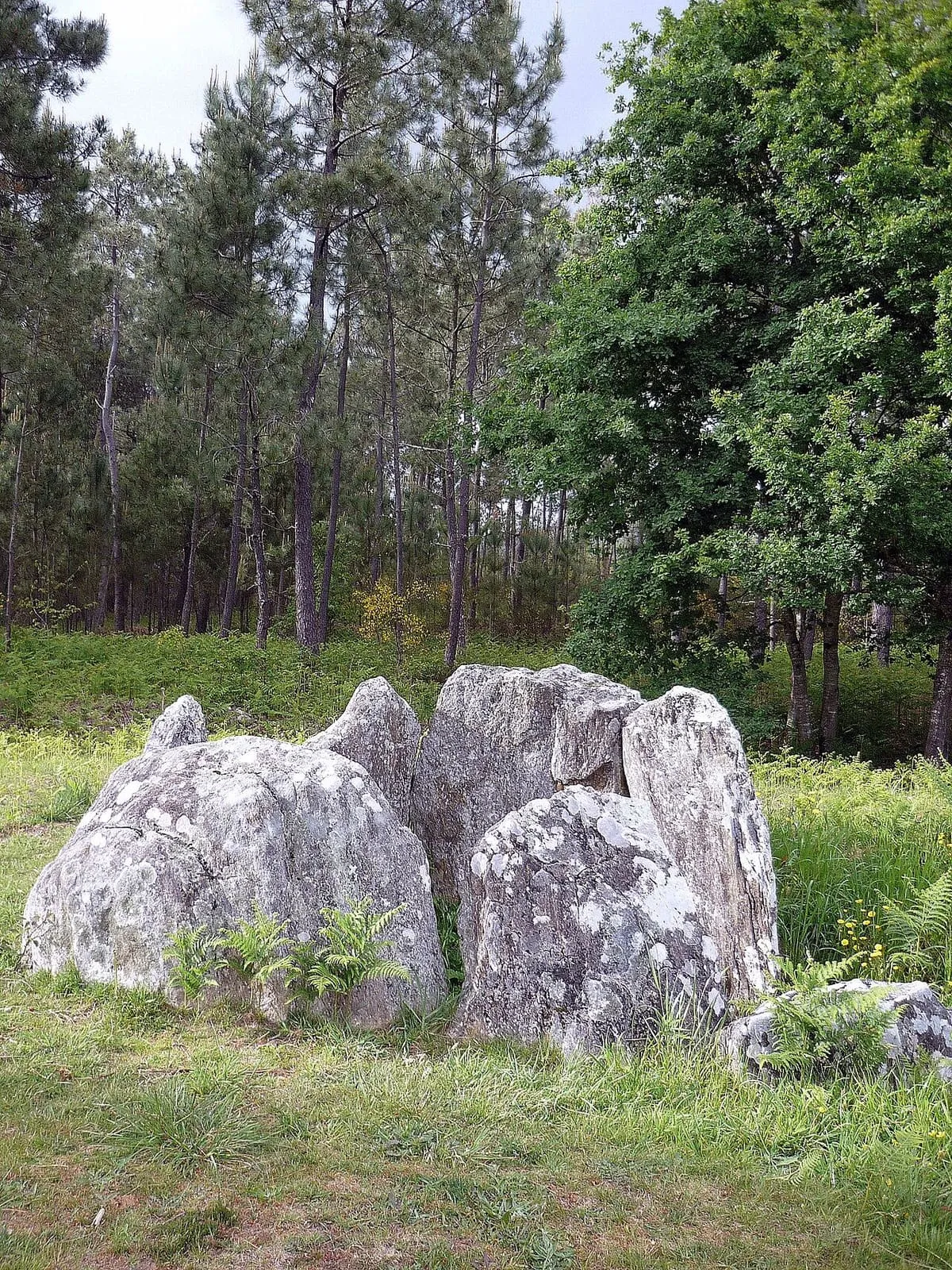 Losas del dolmen de Argalo vistas desde el prado, con pinos al fondo