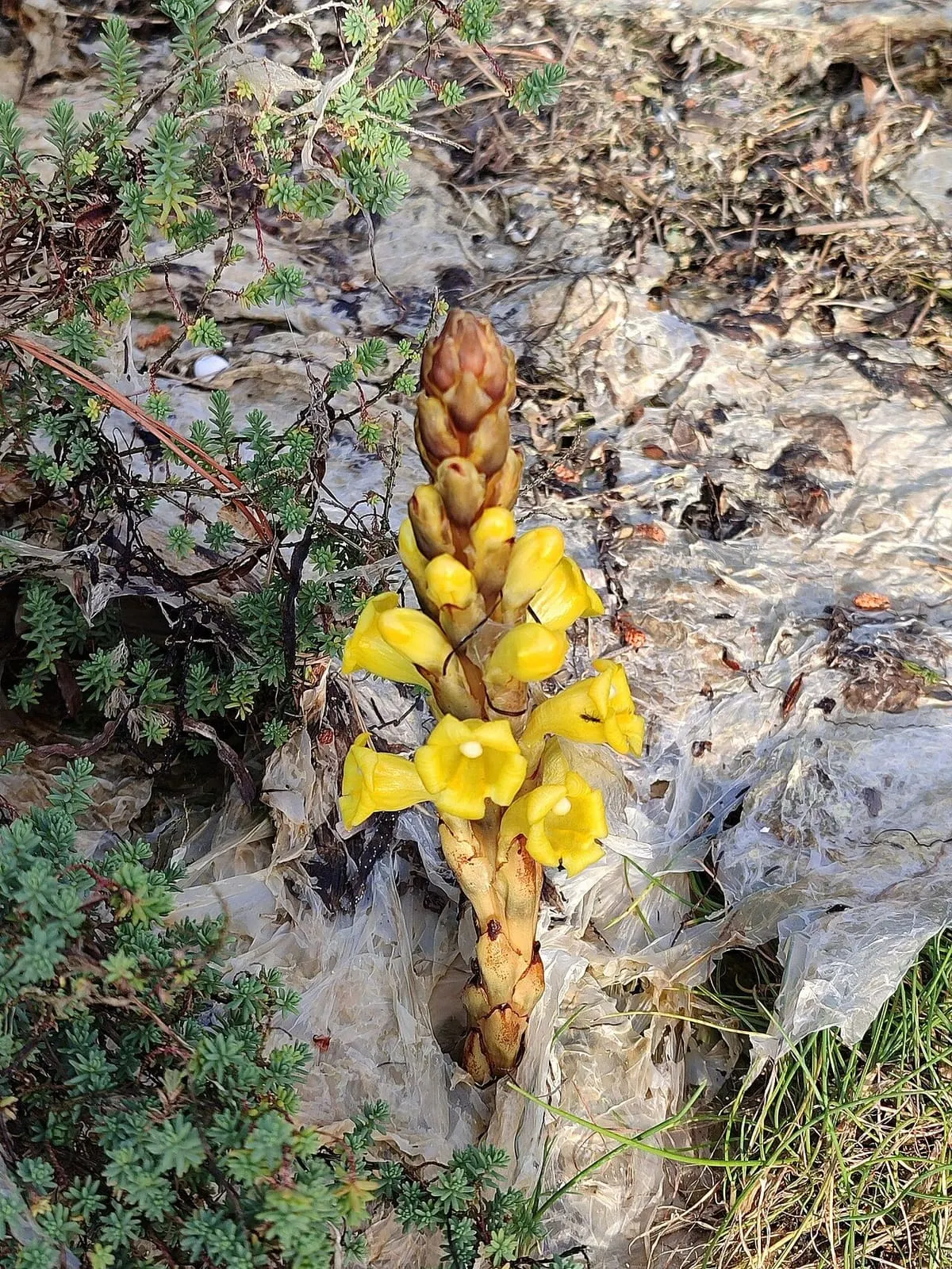 Flores amarillas de una planta parásita de las dunas, la Cistanche phelypaea, en A Toxa
