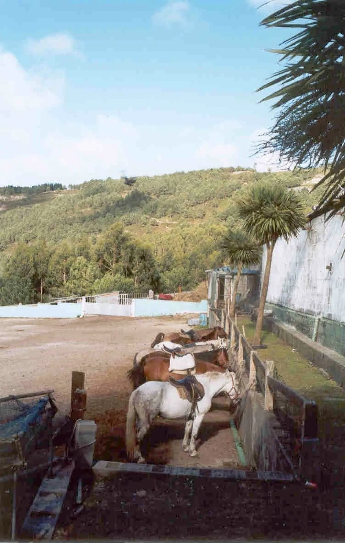 Caballos atados junto a un muro blanco y una palmera en un corral de Oia