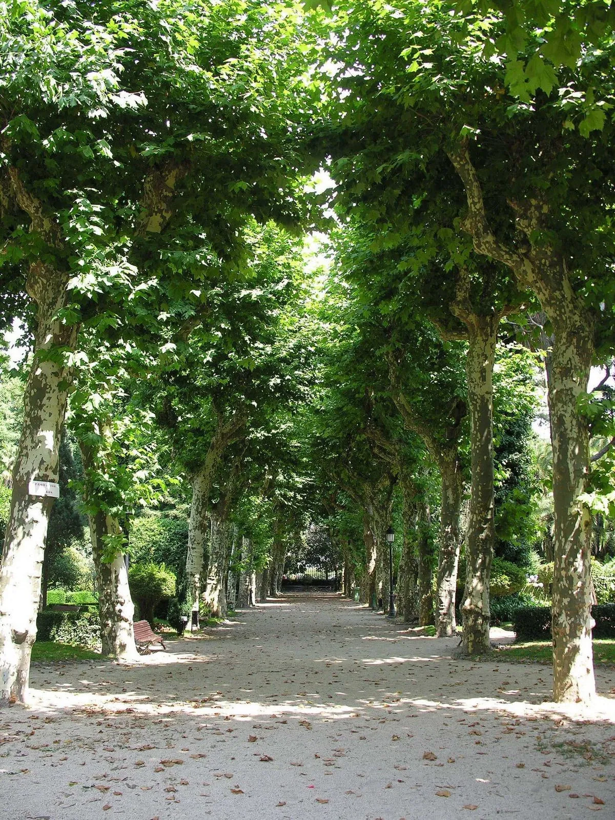 Paseo bordeado de árboles centenarios en el jardín botánico de Padrón