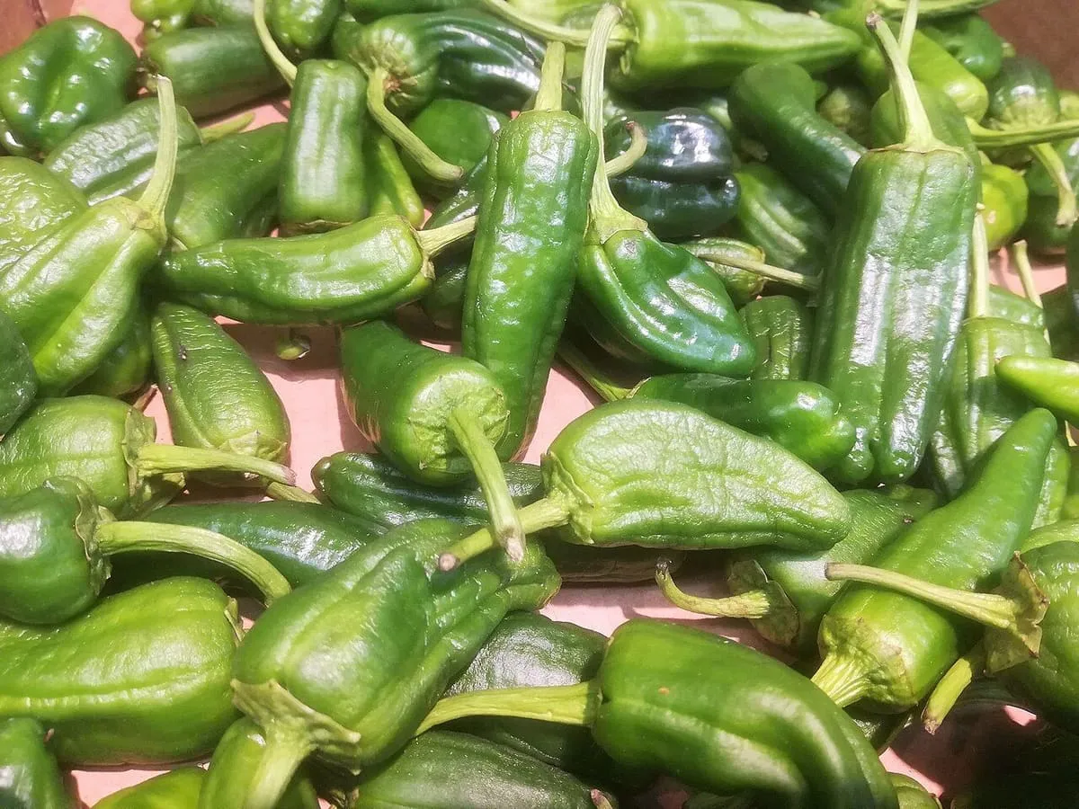 Pimientos de Padrón verdes y pequeños, recién recogidos
