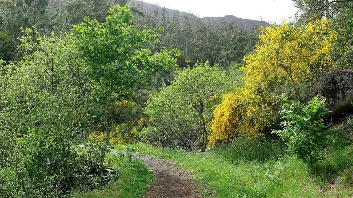 Sendero junto al río Pedras entre arbustos y retama amarilla en flor