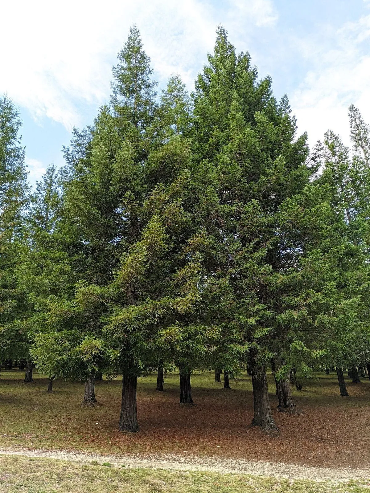 Copa de dos sequoias con sus ramas de agujas verdes
