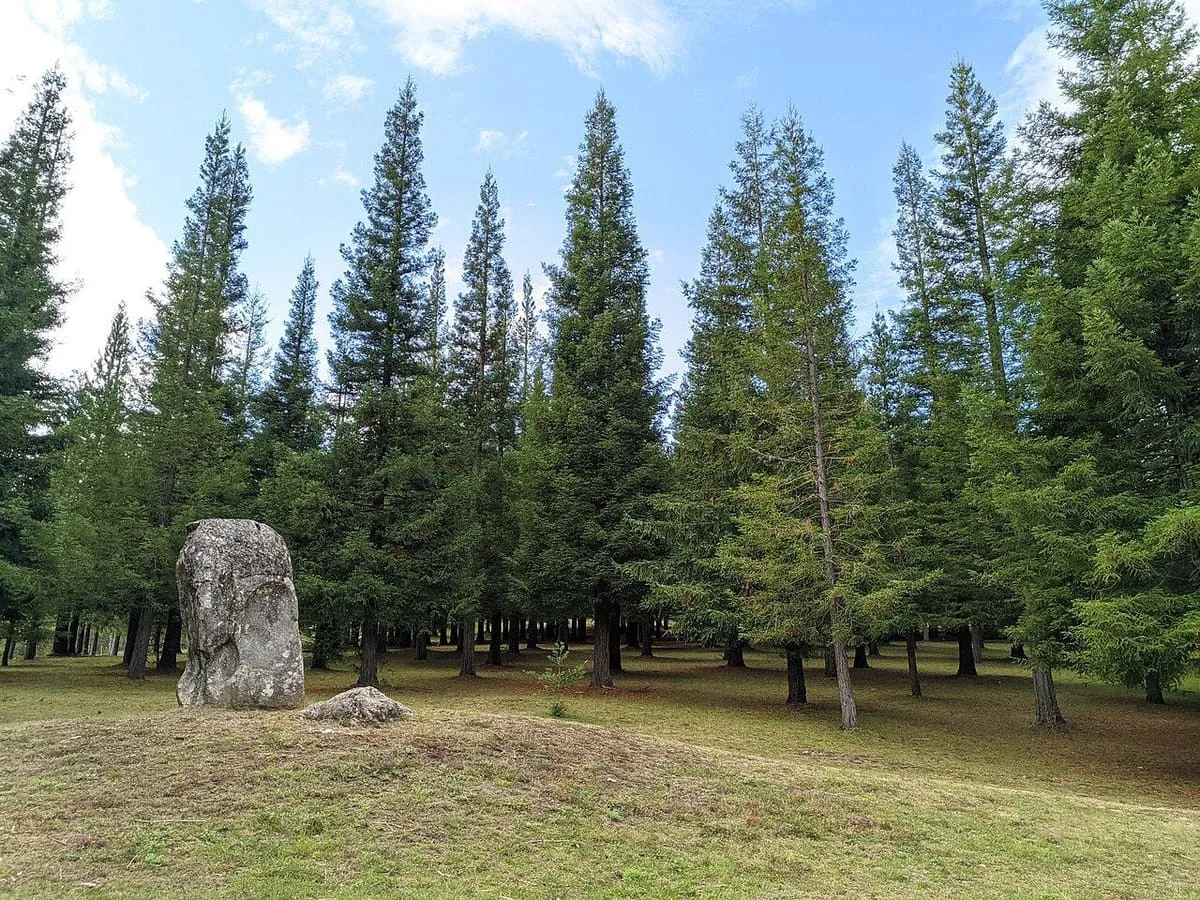Vista general del bosque de sequoias de Poio, con una piedra conmemorativa entre los árboles