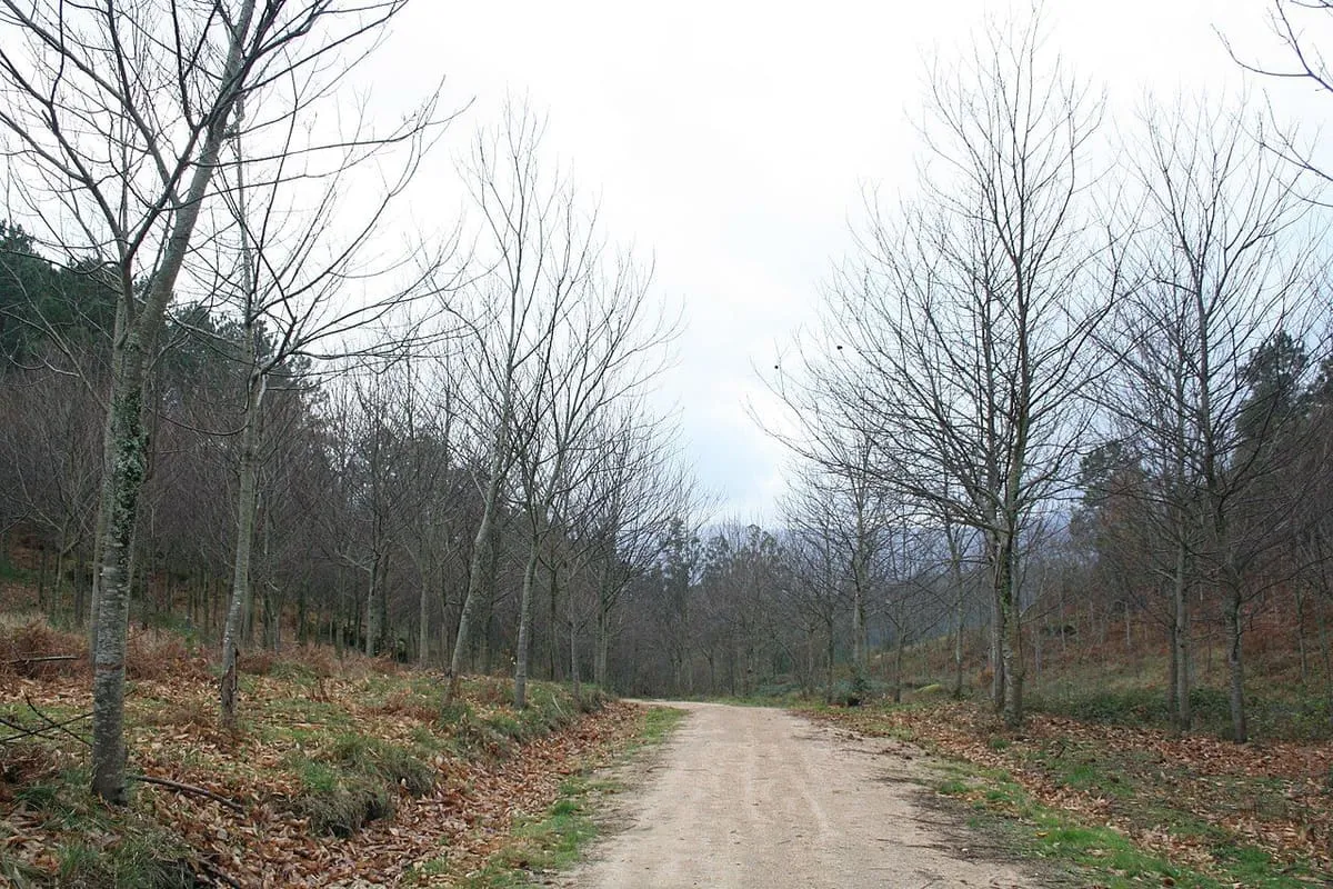 Pista de tierra entre árboles sin hojas en el monte Faro de Budiño