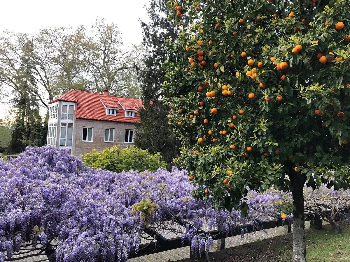 Un naranjo con frutos en los jardines del castillo de Soutomaior