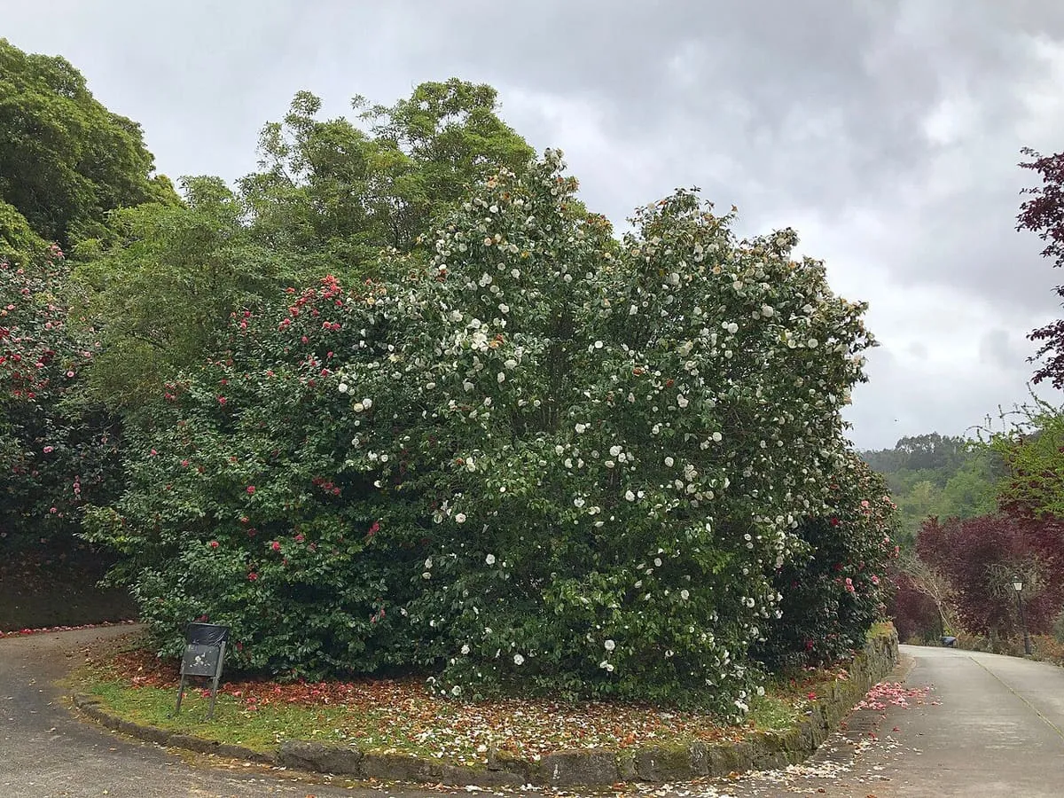 Un gran camelio de flores blancas y rosas junto a un camino del jardín del castillo