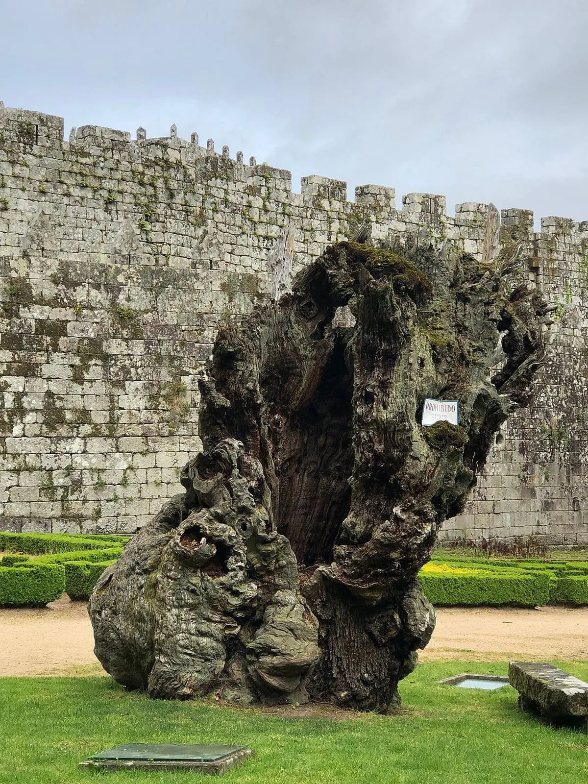 Tronco retorcido de un castaño centenario ante la muralla del castillo y un parterre de boj