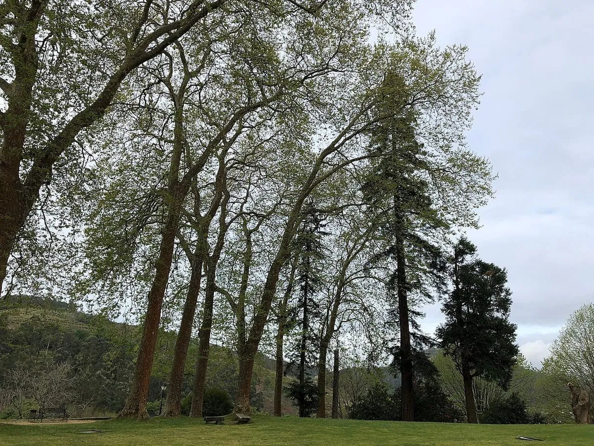 Árboles altos y césped en el jardín del castillo, con las colinas al fondo
