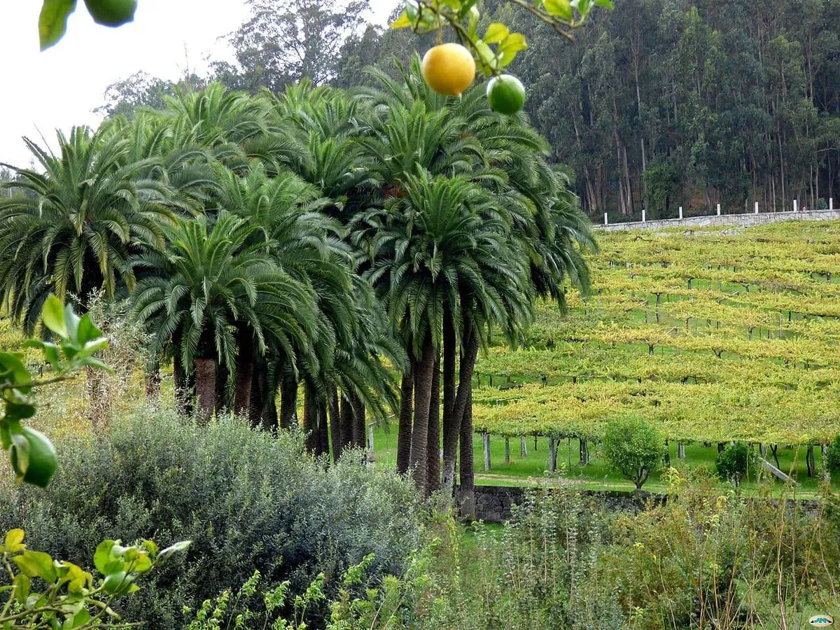 Palmeras, cítricos y parras de albariño en la finca del pazo Baión