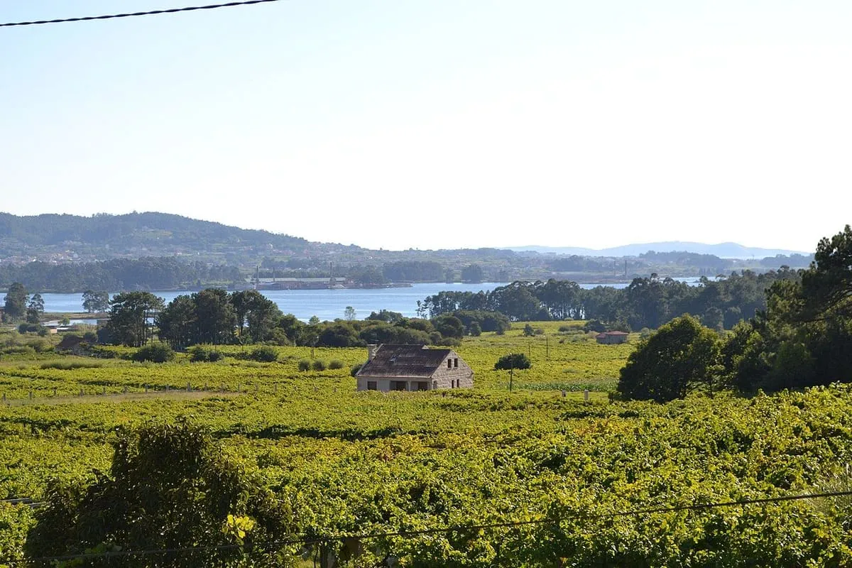Viñedos de albariño sobre la ría de Arousa, en Castrelo, Cambados