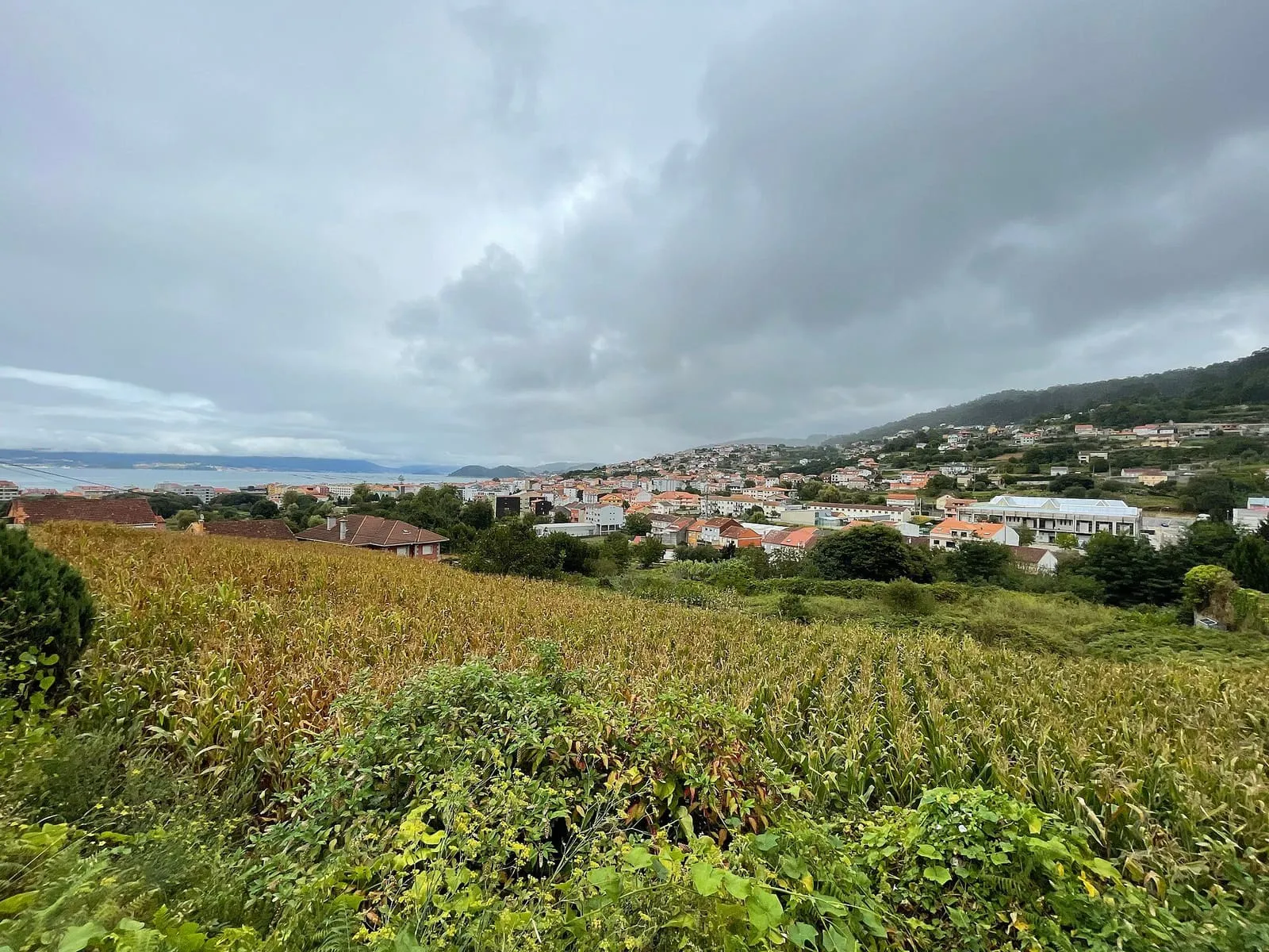 Vista de Bueu bajo un cielo cubierto, con un maizal en primer plano, las casas de la villa y la ría al fondo