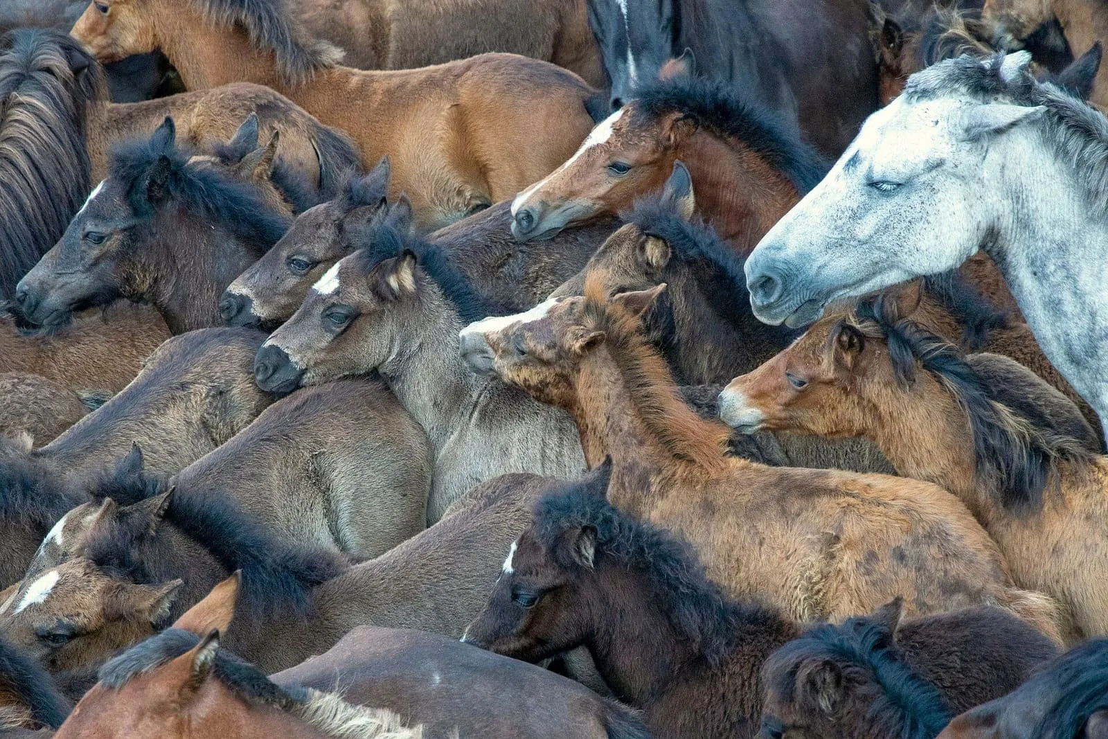 Decenas de caballos salvajes apretados en el curro de Sabucedo durante la rapa das bestas