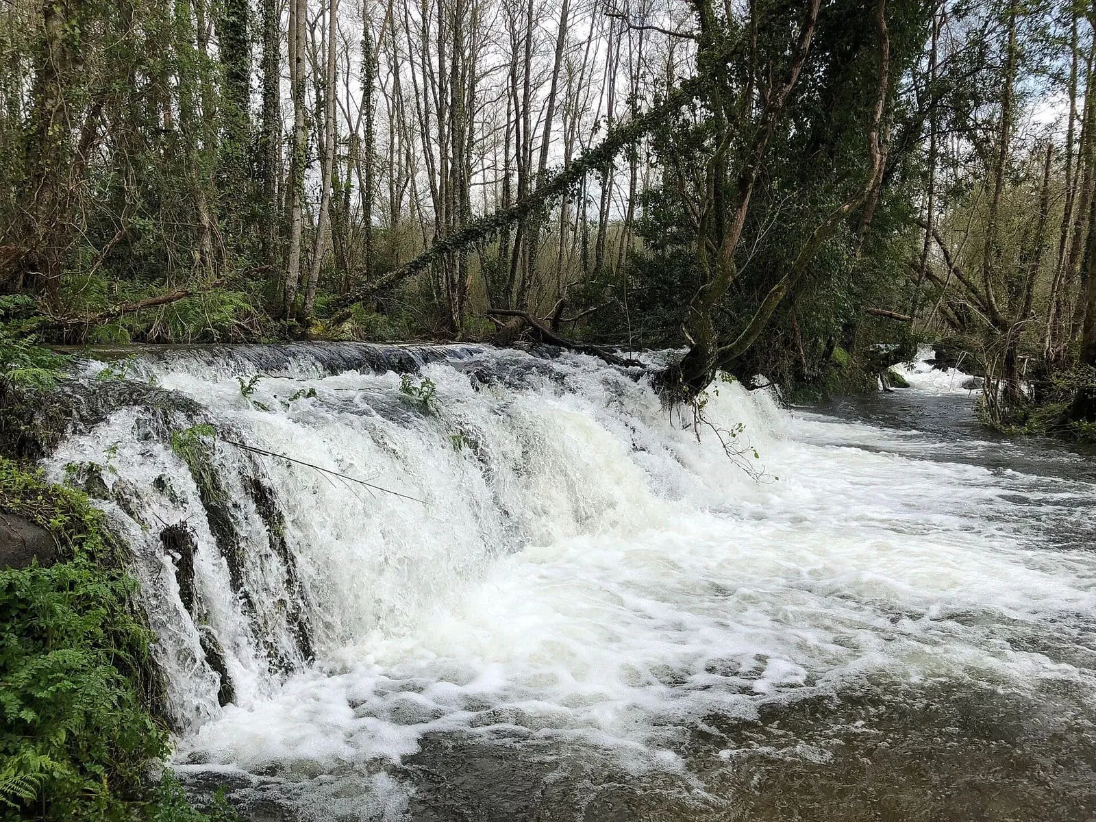 Cascada de agua blanca entre árboles, en Cuntis
