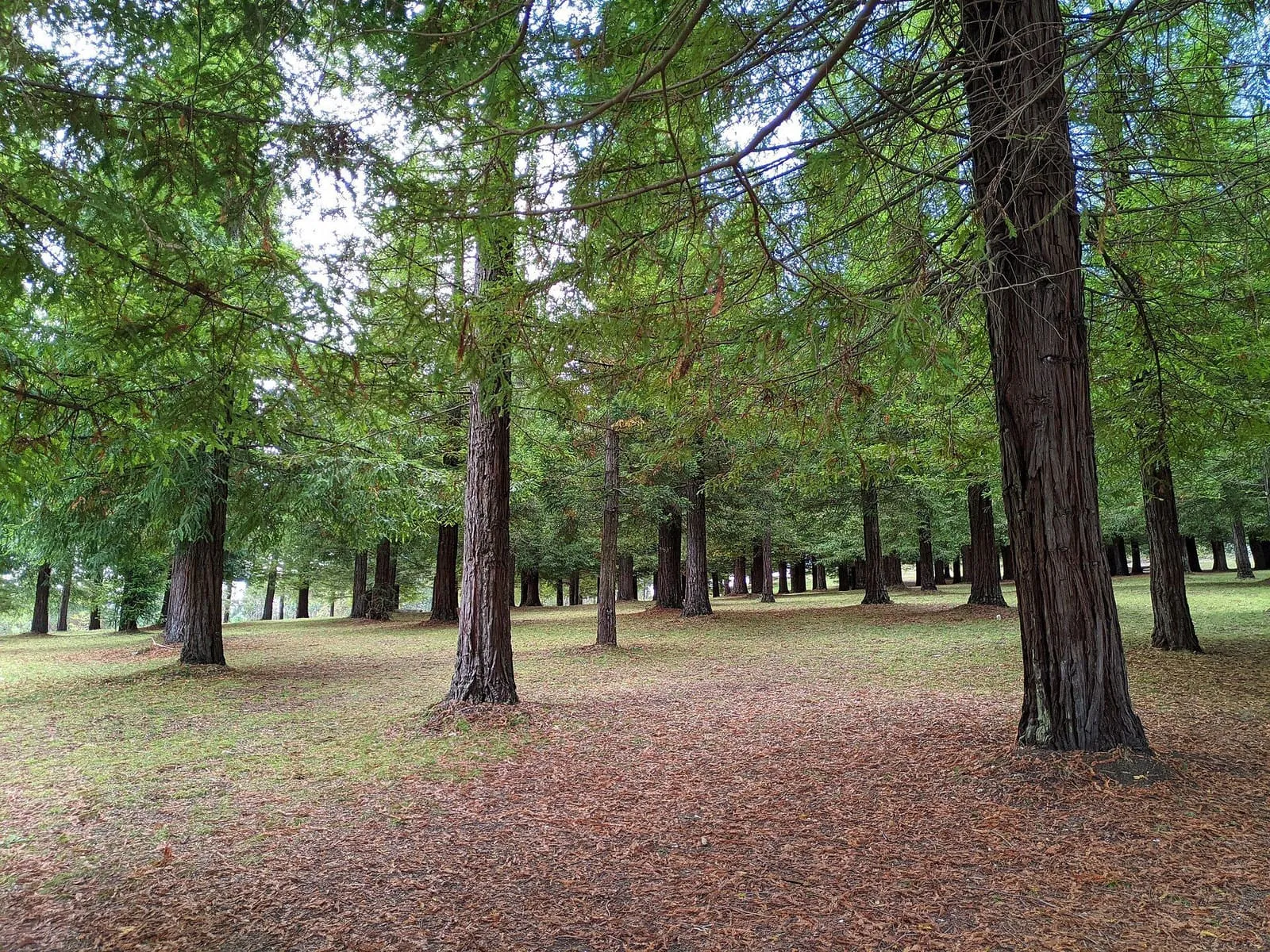 Troncos altísimos de sequoias en el bosque de Poio, con el suelo cubierto de hojarasca