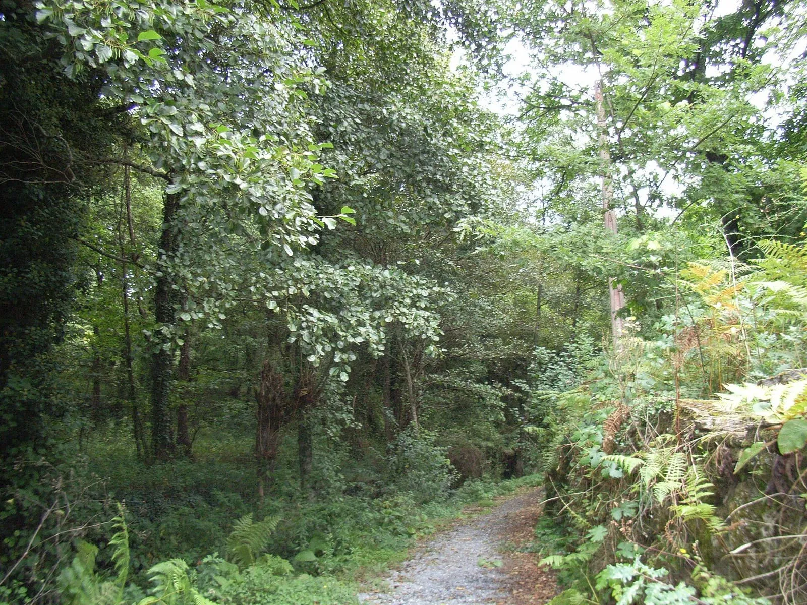 Camino empedrado junto a un arroyo y vegetación, en la Ruta dos Arrieiros