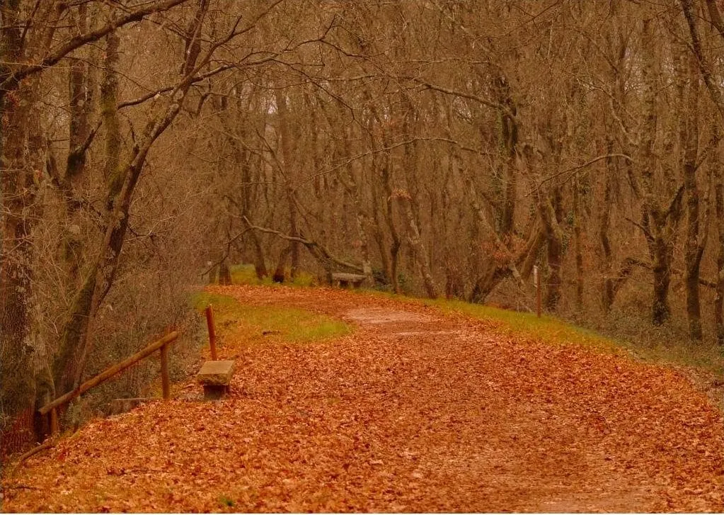 Camino de tierra cubierto de hojas otoñales entre árboles en las Gándaras de Budiño